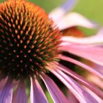 purple coneflower, echinacea, flower background, flower, summer, beautiful flowers, plants, garden, nature, flower wallpaper, pink, macro