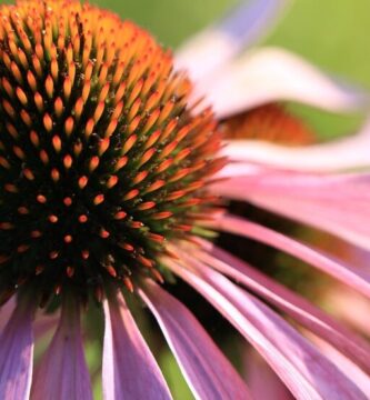 purple coneflower, echinacea, flower background, flower, summer, beautiful flowers, plants, garden, nature, flower wallpaper, pink, macro