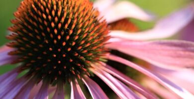 purple coneflower, echinacea, flower background, flower, summer, beautiful flowers, plants, garden, nature, flower wallpaper, pink, macro