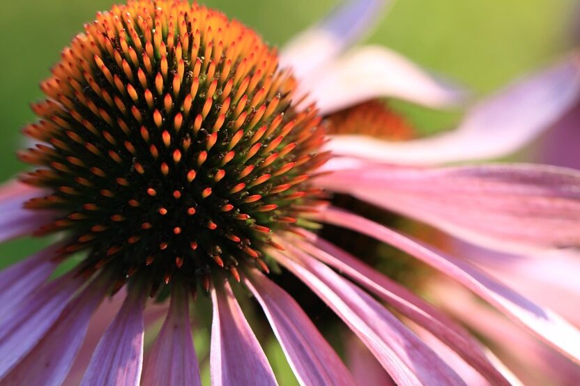 purple coneflower, echinacea, flower background, flower, summer, beautiful flowers, plants, garden, nature, flower wallpaper, pink, macro