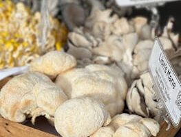 A variety of gourmet mushrooms, including Lion's Mane, displayed in a rustic wooden crate.